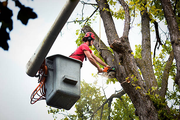 Dead Tree Removal in Brewster, WA